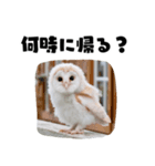 フクロウの赤ちゃん♡家族で使える連絡用（個別スタンプ：20）