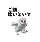 フクロウの赤ちゃん♡家族で使える連絡用（個別スタンプ：23）