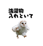 フクロウの赤ちゃん♡家族で使える連絡用（個別スタンプ：24）