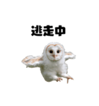 フクロウの赤ちゃん♡家族で使える連絡用（個別スタンプ：28）
