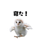 フクロウの赤ちゃん♡家族で使える連絡用（個別スタンプ：30）