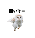 フクロウの赤ちゃん♡家族で使える連絡用（個別スタンプ：31）