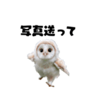 フクロウの赤ちゃん♡家族で使える連絡用（個別スタンプ：32）