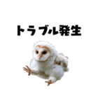 フクロウの赤ちゃん♡家族で使える連絡用（個別スタンプ：34）