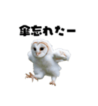 フクロウの赤ちゃん♡家族で使える連絡用（個別スタンプ：36）