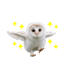 フクロウの赤ちゃん♡家族で使える連絡用（個別スタンプ：38）