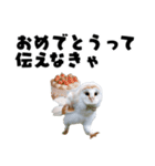 フクロウの赤ちゃん♡家族で使える連絡用（個別スタンプ：39）