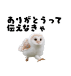 フクロウの赤ちゃん♡家族で使える連絡用（個別スタンプ：40）