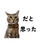 キジトラねこの気持ち。②（個別スタンプ：4）