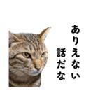キジトラねこの気持ち。②（個別スタンプ：5）