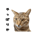 キジトラねこの気持ち。②（個別スタンプ：6）