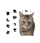 キジトラねこの気持ち。②（個別スタンプ：7）