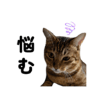 キジトラねこの気持ち。②（個別スタンプ：8）