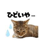 キジトラねこの気持ち。②（個別スタンプ：9）