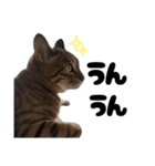 キジトラねこの気持ち。②（個別スタンプ：12）