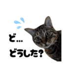 キジトラねこの気持ち。②（個別スタンプ：13）