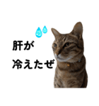キジトラねこの気持ち。②（個別スタンプ：14）