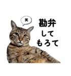 キジトラねこの気持ち。②（個別スタンプ：15）