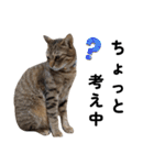 キジトラねこの気持ち。②（個別スタンプ：17）