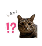 キジトラねこの気持ち。②（個別スタンプ：18）