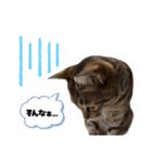 キジトラねこの気持ち。②（個別スタンプ：19）