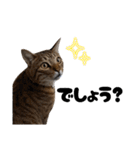 キジトラねこの気持ち。②（個別スタンプ：20）