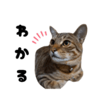 キジトラねこの気持ち。②（個別スタンプ：21）