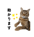キジトラねこの気持ち。②（個別スタンプ：22）