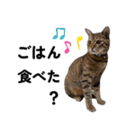 キジトラねこの気持ち。②（個別スタンプ：23）