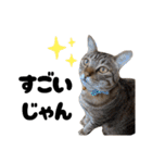 キジトラねこの気持ち。②（個別スタンプ：24）