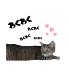キジトラねこの気持ち。②（個別スタンプ：25）