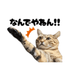 キジトラねこの気持ち。②（個別スタンプ：29）