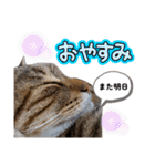 キジトラねこの気持ち。②（個別スタンプ：32）
