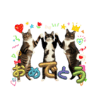服を着たリアルな猫キャラ達のスタンプ友編（個別スタンプ：37）