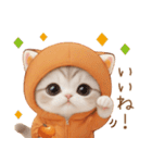 スコティッシュ猫 みかんネコ 毎日思いやり（個別スタンプ：8）