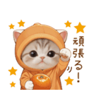 スコティッシュ猫 みかんネコ 毎日思いやり（個別スタンプ：25）