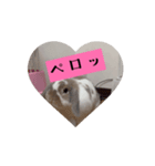 ロップのササミちゃんスタンプ（個別スタンプ：1）