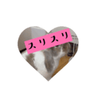 ロップのササミちゃんスタンプ（個別スタンプ：2）