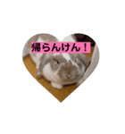 ロップのササミちゃんスタンプ（個別スタンプ：3）