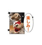 我が家のペット達 part①（個別スタンプ：4）