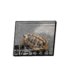 我が家のペット達 part①（個別スタンプ：6）