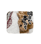 我が家のペット達 part①（個別スタンプ：7）