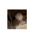 ハムちゃん大集合スタンプ（個別スタンプ：1）