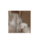 ハムちゃん大集合スタンプ（個別スタンプ：4）