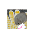 いわし＆きんちゃんの動くスタンプ（個別スタンプ：1）