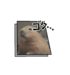 いわし＆きんちゃんの動くスタンプ（個別スタンプ：10）