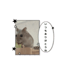いわし＆きんちゃんの動くスタンプ（個別スタンプ：11）