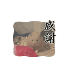 いわし＆きんちゃんの動くスタンプ（個別スタンプ：15）