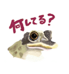 爬虫両生類の日常スタンプ（個別スタンプ：3）
