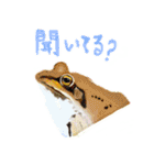 爬虫両生類の日常スタンプ（個別スタンプ：4）